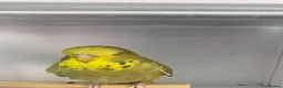 Budgerigars birds for sale: Baby Budgies - Advert 8
