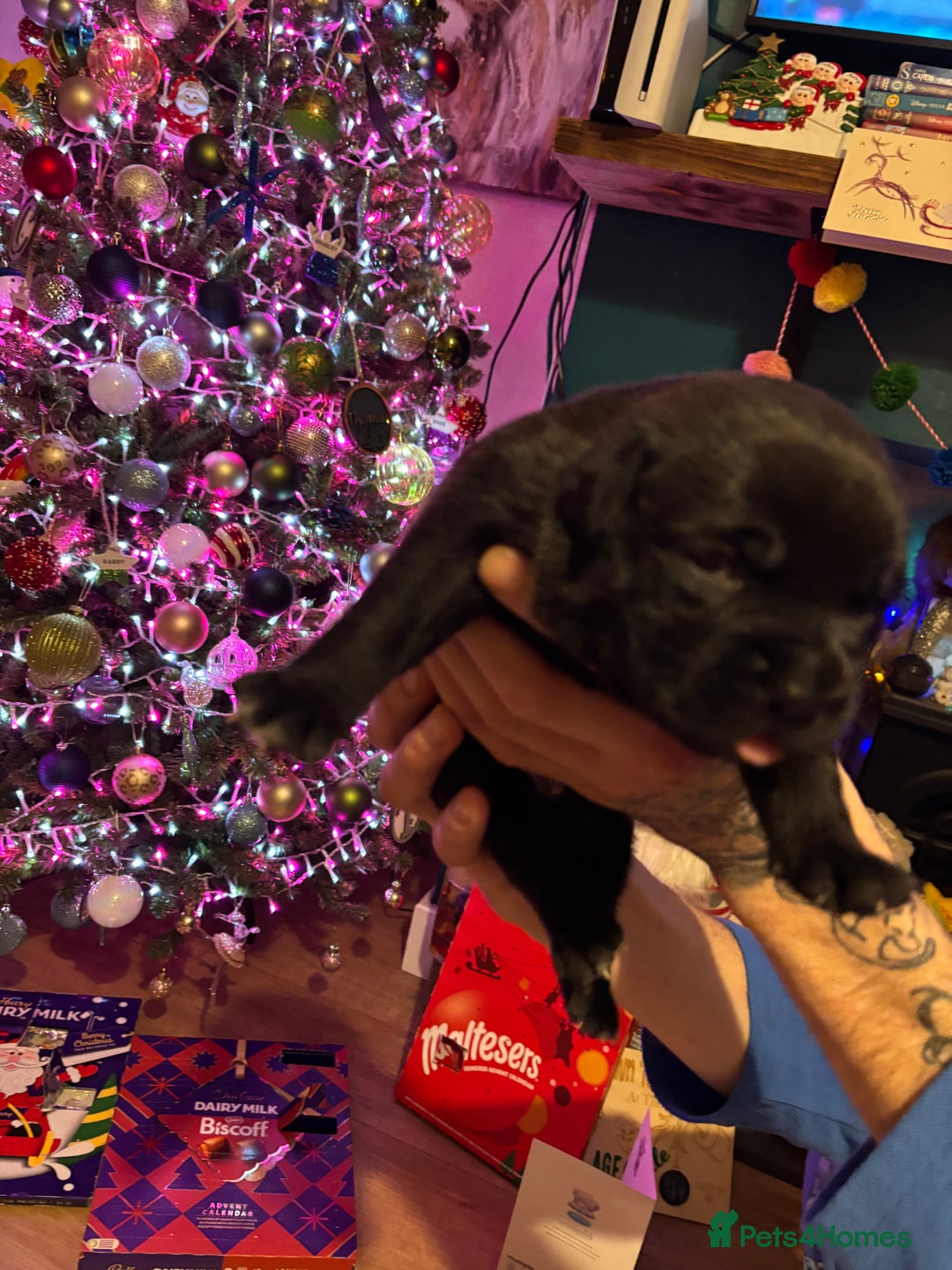 Staffordshire Bull Terrier dogs for sale: Staffy x puppy’s for sale  - Advert 5