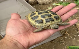 Tortoise reptiles for sale: tortoise with enclosure  - Image 1