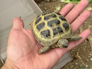 Tortoise reptiles - Advert 1