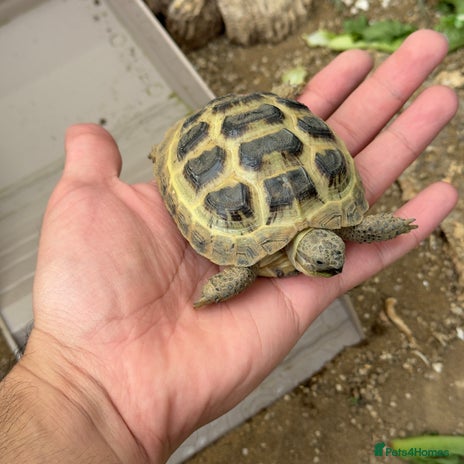 Tortoise reptiles - Advert 1