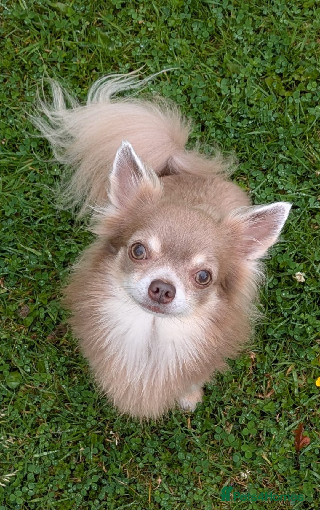 Chihuahua dogs for stud: Beautiful chihuahua stud boys - Advert 6