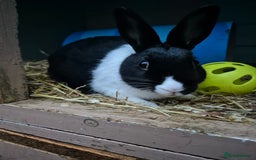 Dutch rabbits for sale: Dutch sisters - Image 3