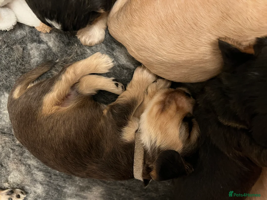 Cocker Spaniel dogs for sale: Exceptional Health Tested Show Cocker Spaniel - Advert 14