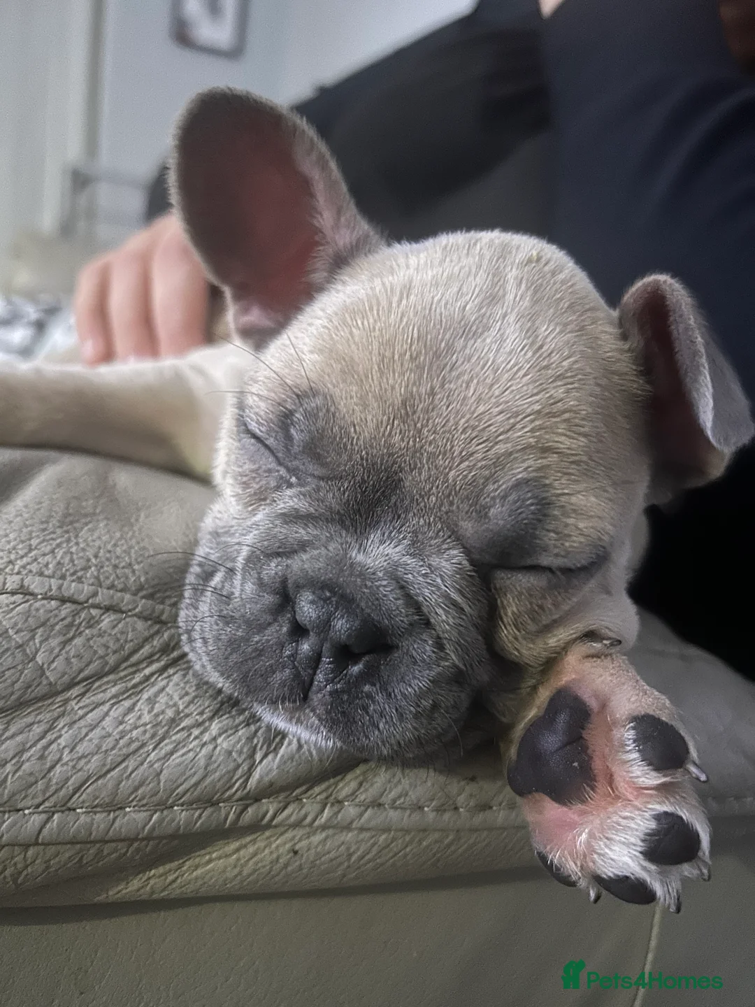 French Bulldog dogs for sale: *LAST ONE* Stunning French Bulldog Puppy - Advert 4