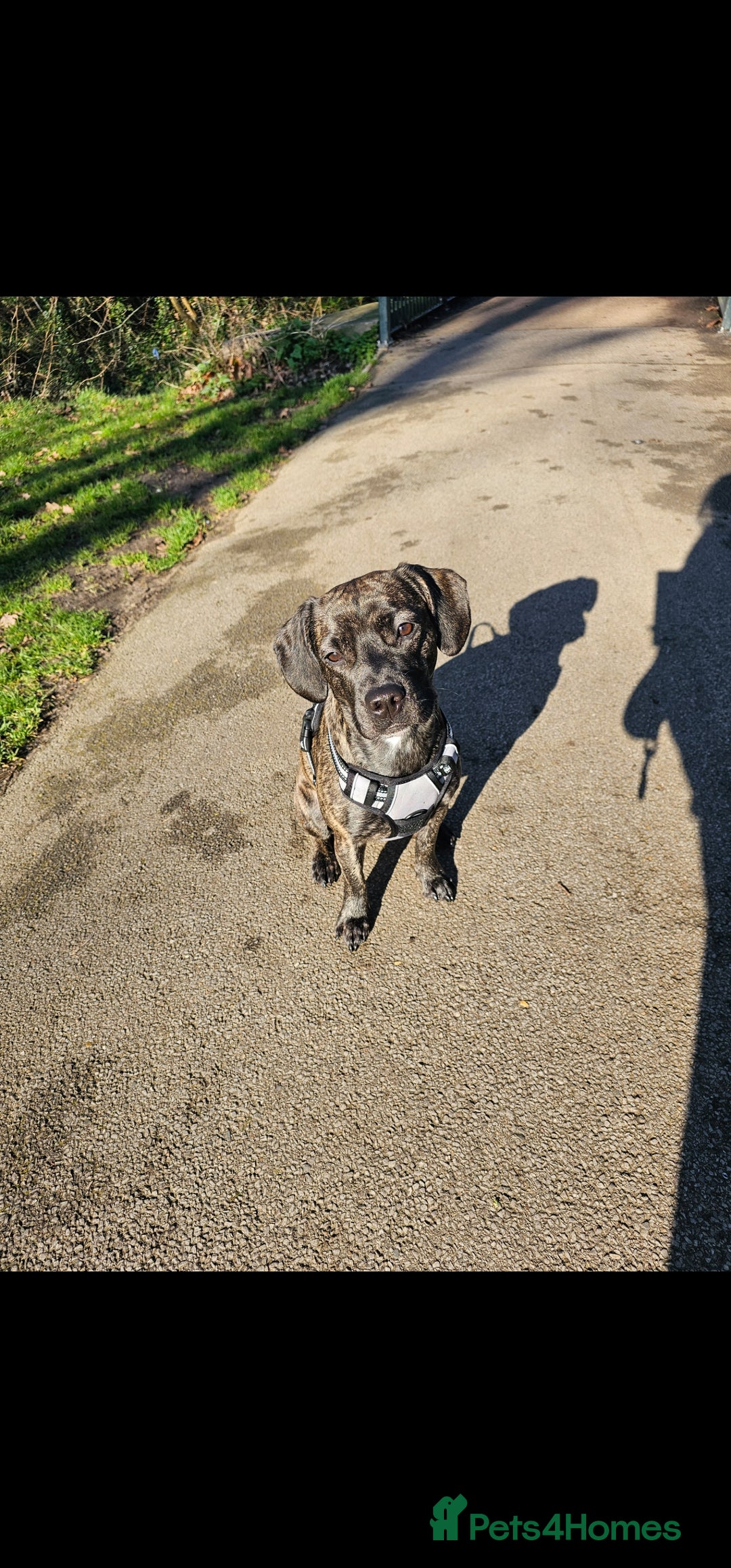 Mixed Breed dogs for sale: Our beautiful pooch - Image 2