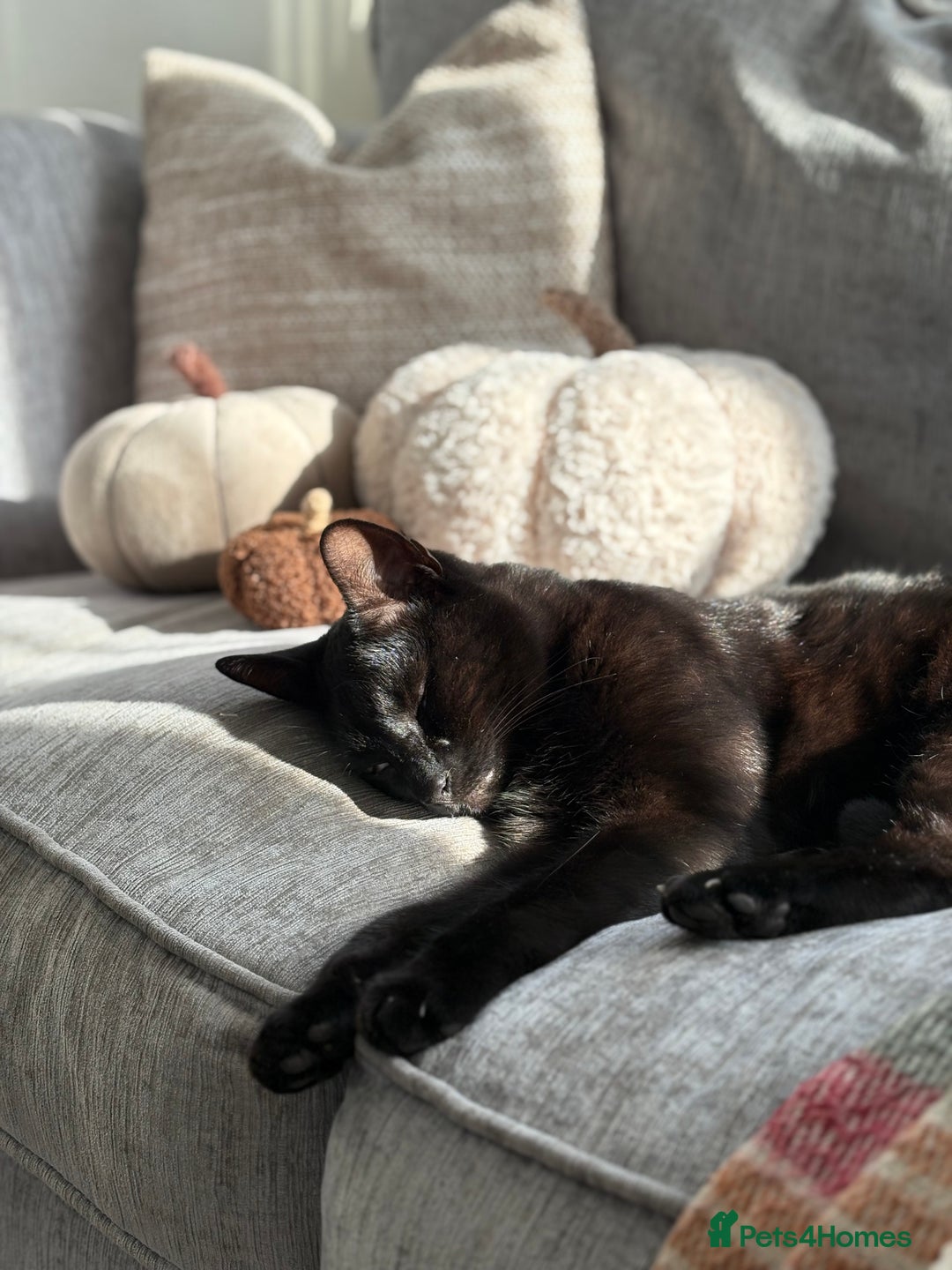 Mixed Breed cats for sale: Male Black Cat - Advert 4