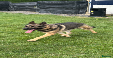 German Shepherd dogs - Advert 1