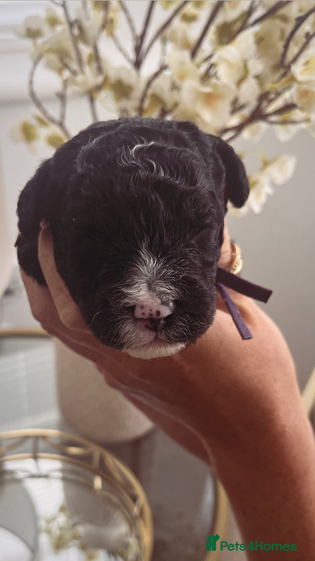 Sproodle dogs for sale: Sproodle puppies  - Image 36