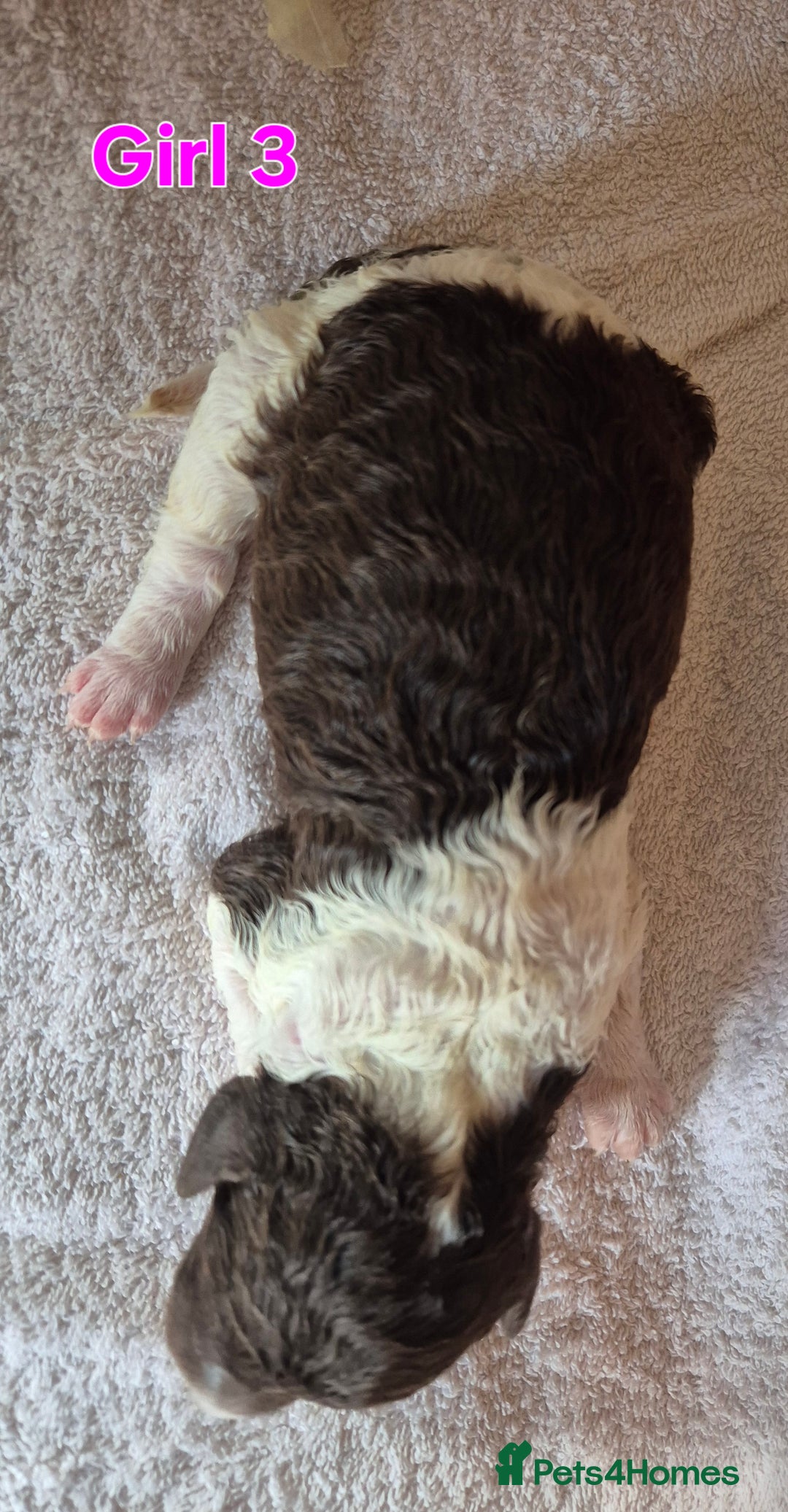 Standard Poodle dogs for sale: KC Reg Chocolate parti Standard Poodle puppies - Image 8