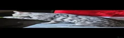 Bengal cats for sale: Outstanding Tica Show quality Snow Lynx bengal - Advert 18