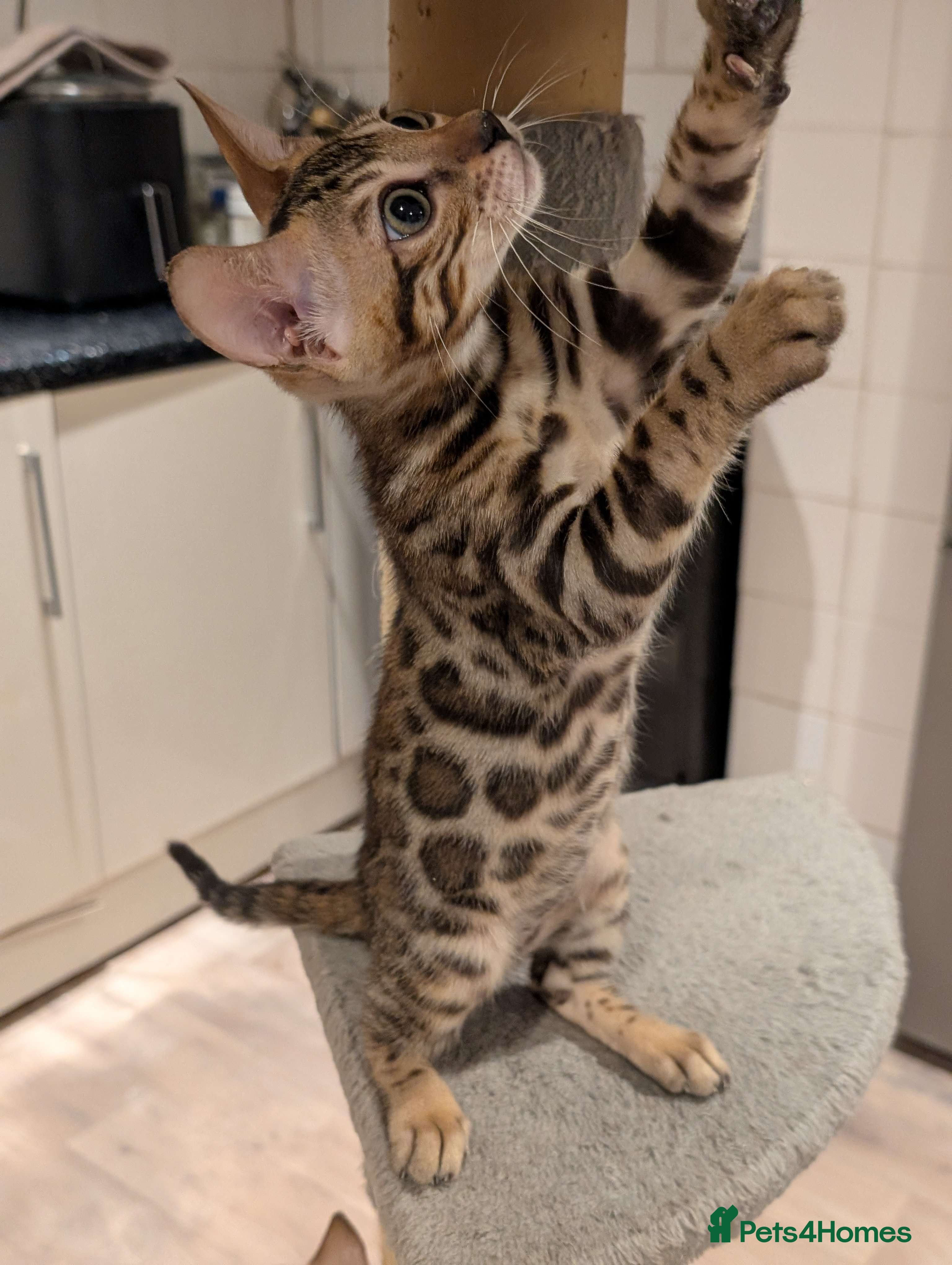 Bengal cats 🔥✨Pedigree TICA-Registered Bengals - Advert 2