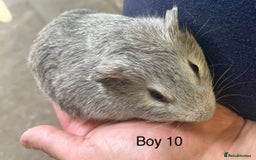 Guinea Pig rodents for sale: Baby guinea pigs for sale  in Winsford - Image 8