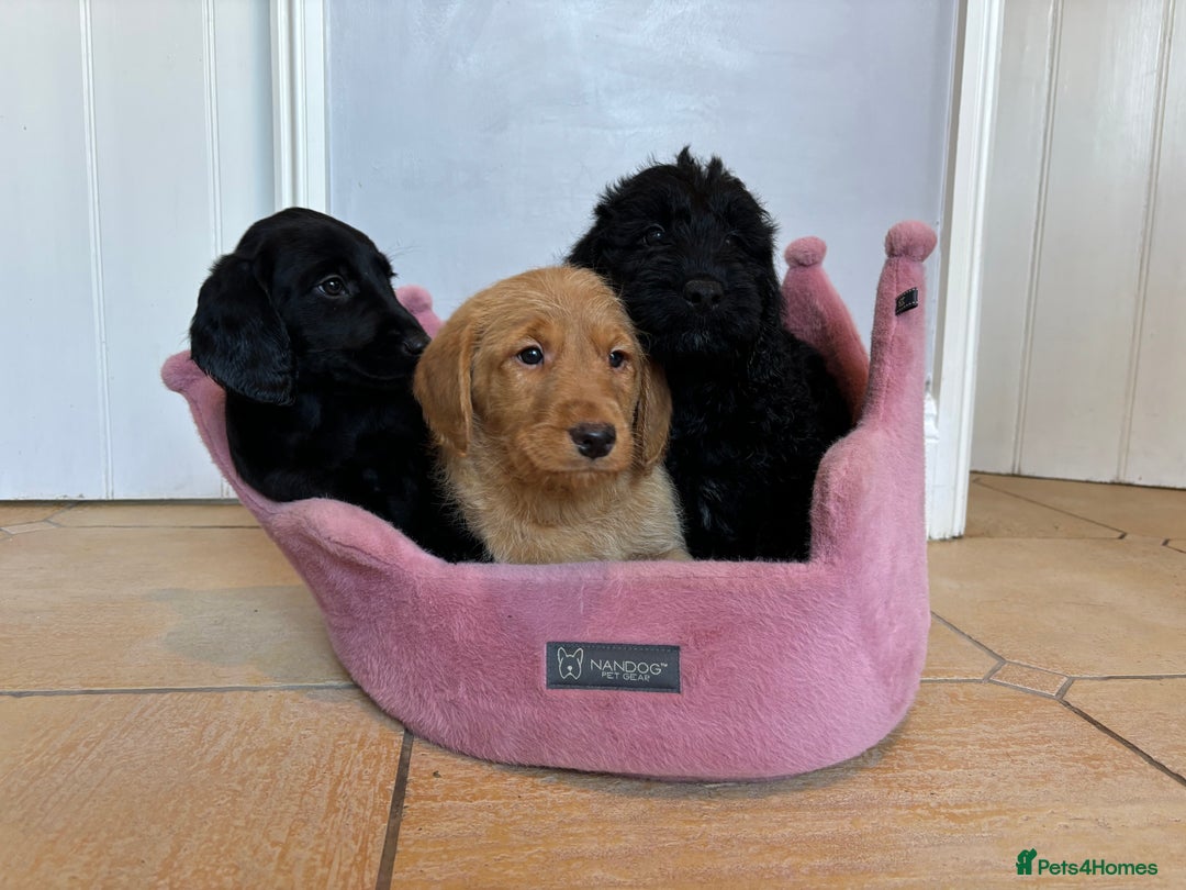 Labradoodle dogs for sale: ⭐️⭐️ Stunning F1 Miniature Labradoodles ⭐️⭐️ - Advert 8