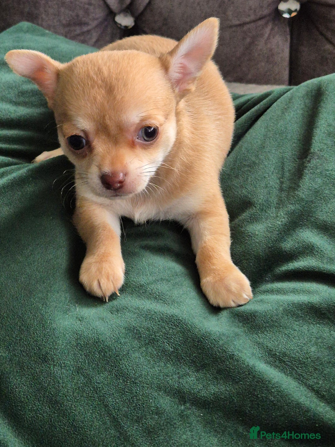 Chihuahua dogs for sale: Chihuahua  - Image 3