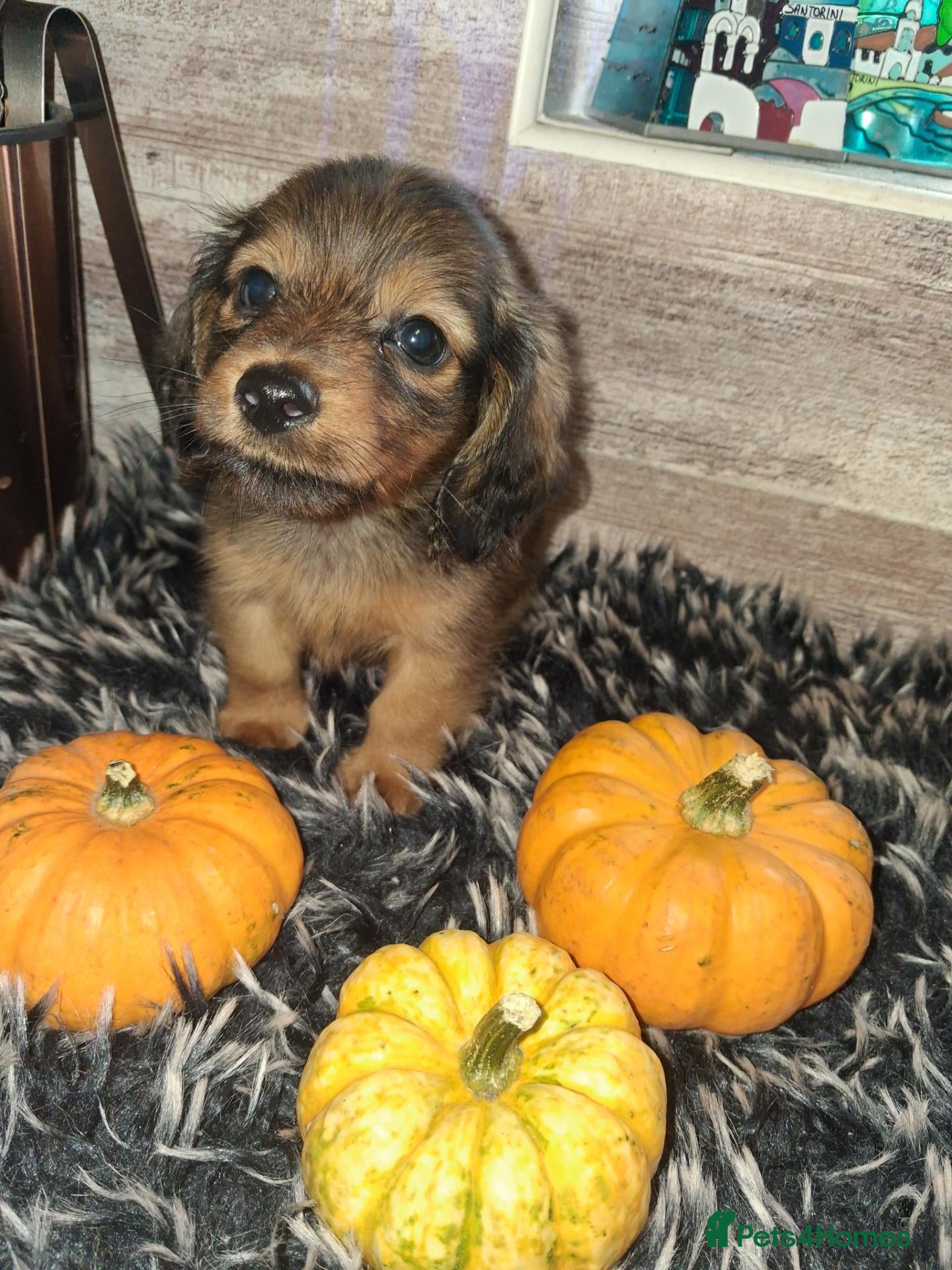 Miniature Dachshund dogs for sale: Tiny long-haired dachshund babies - Advert 15