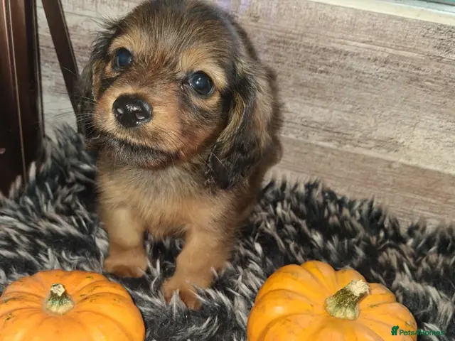 Miniature Dachshund dogs for sale: Tiny long-haired dachshund babies - Advert 15