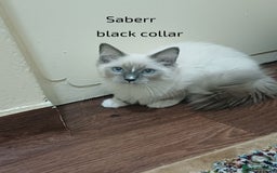 Ragdoll cats for sale: GCCFRagdoll Ready to go - Image 6