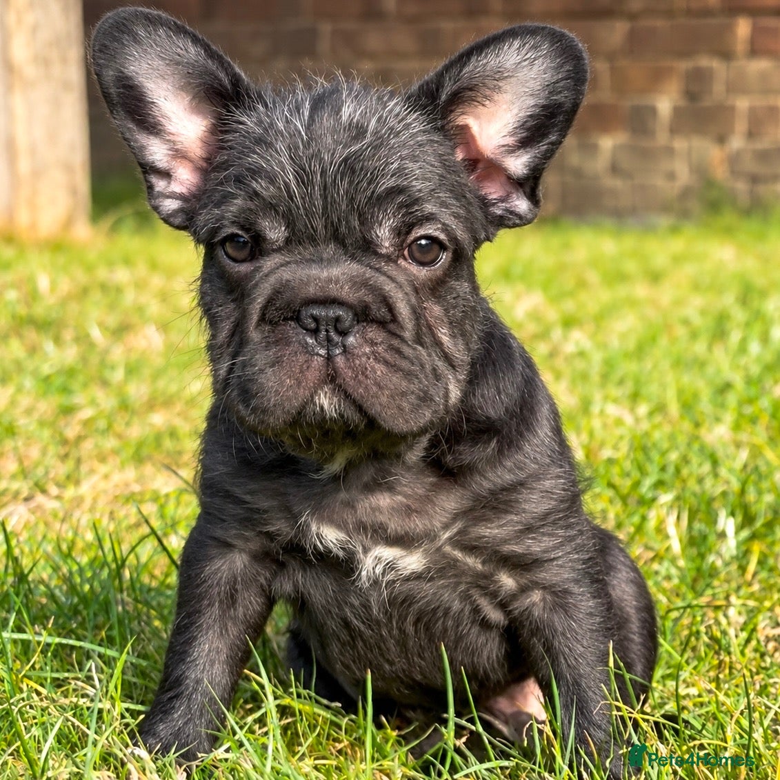 French Bulldog dogs for sale: Chunky French Bulldog Pups - Advert 2