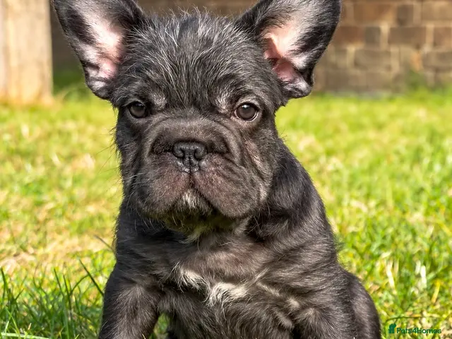 French Bulldog dogs for sale: Chunky French Bulldog Pups - Advert 2