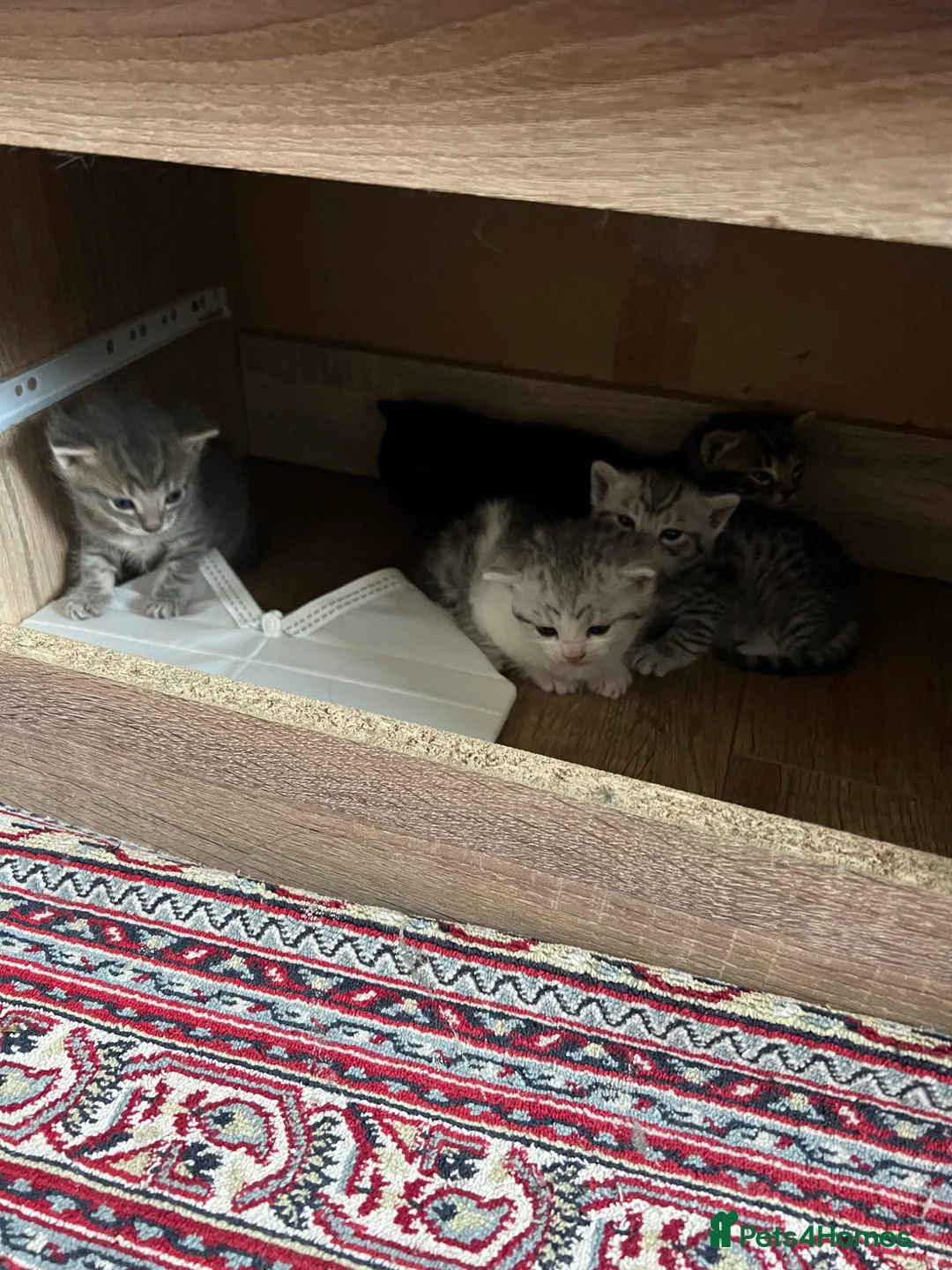 Mixed Breed cats for sale: Adorable bengal mixed kittens - Advert 3