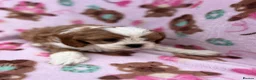 Cavapoo dogs for sale: Cavapoo Puppies 🐶  - Advert 3