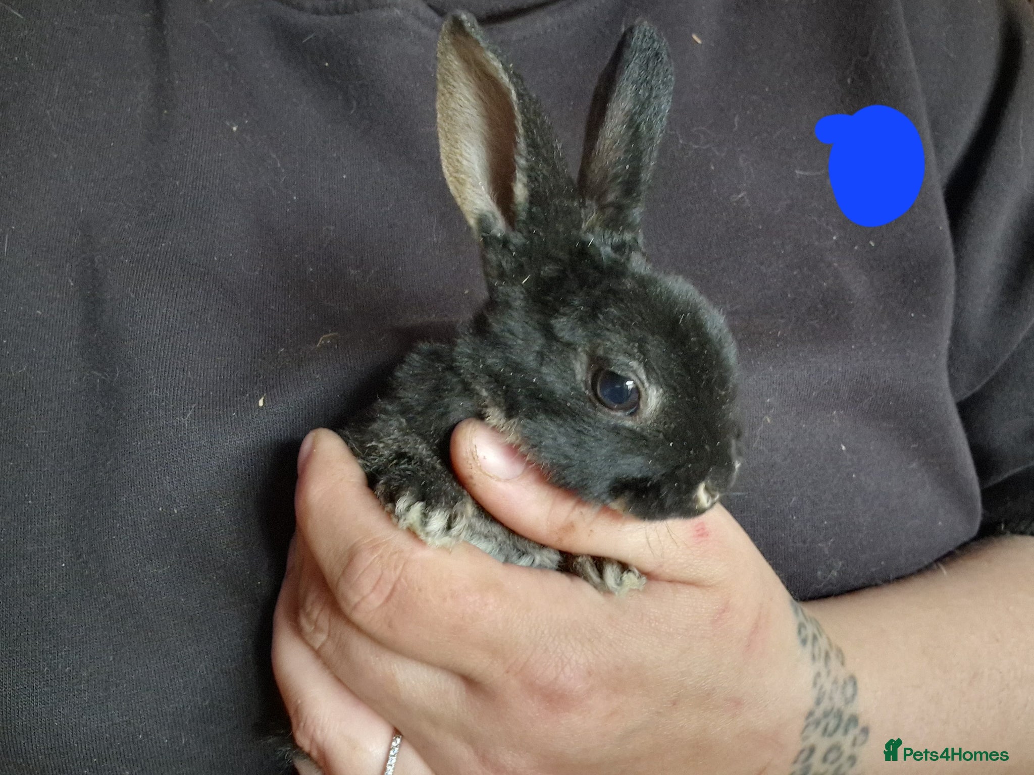 Mini Lop rabbits for sale: Mini lops  - Advert 4