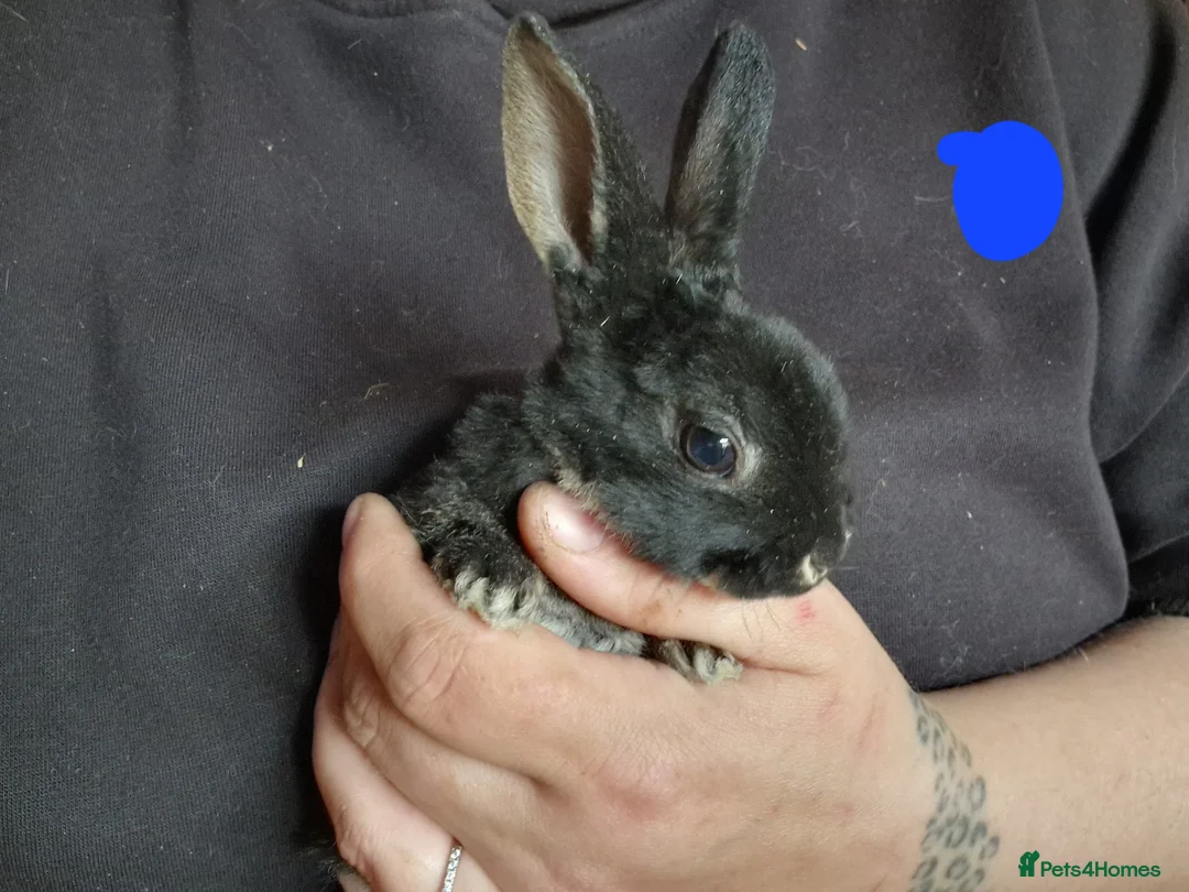 Mini Lop rabbits for sale: Mini lops  - Advert 1