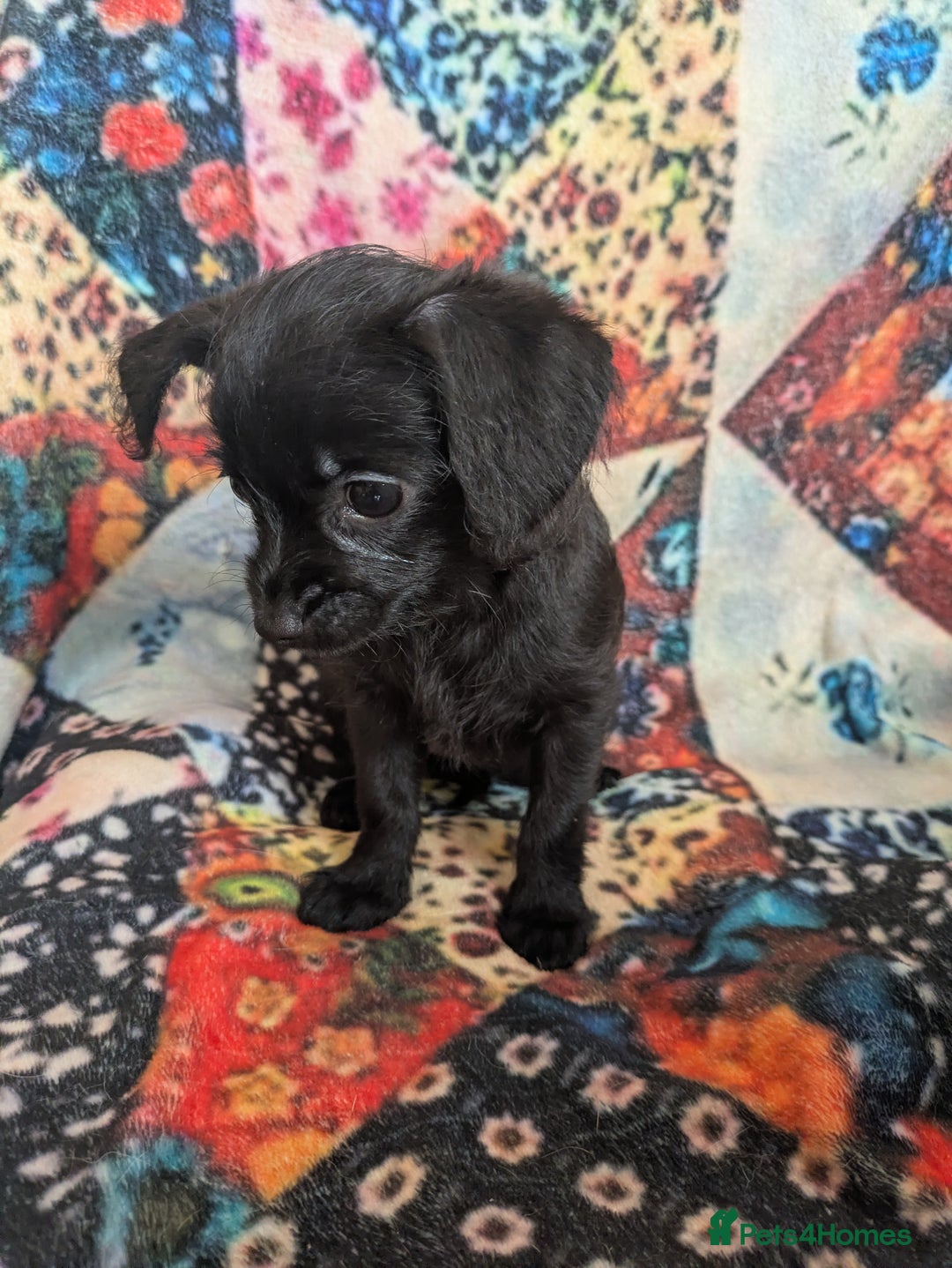 Chipoo dogs for sale: Non shed, health tested  chipoo girl - Advert 10