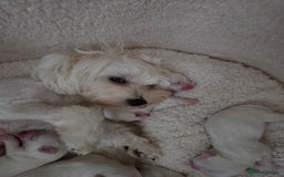 Bichon Frise dogs for sale: Four gorgeous boys and two wonderful girls - Image 7