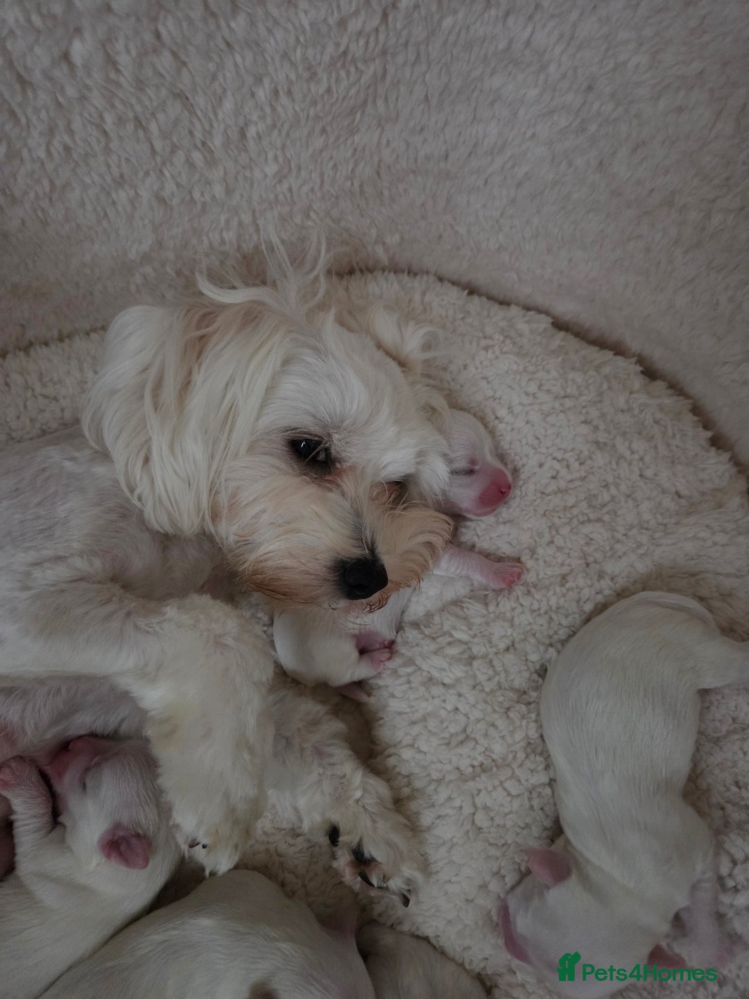 Bichon Frise dogs for sale: Four gorgeous boys and two wonderful girls - Image 7