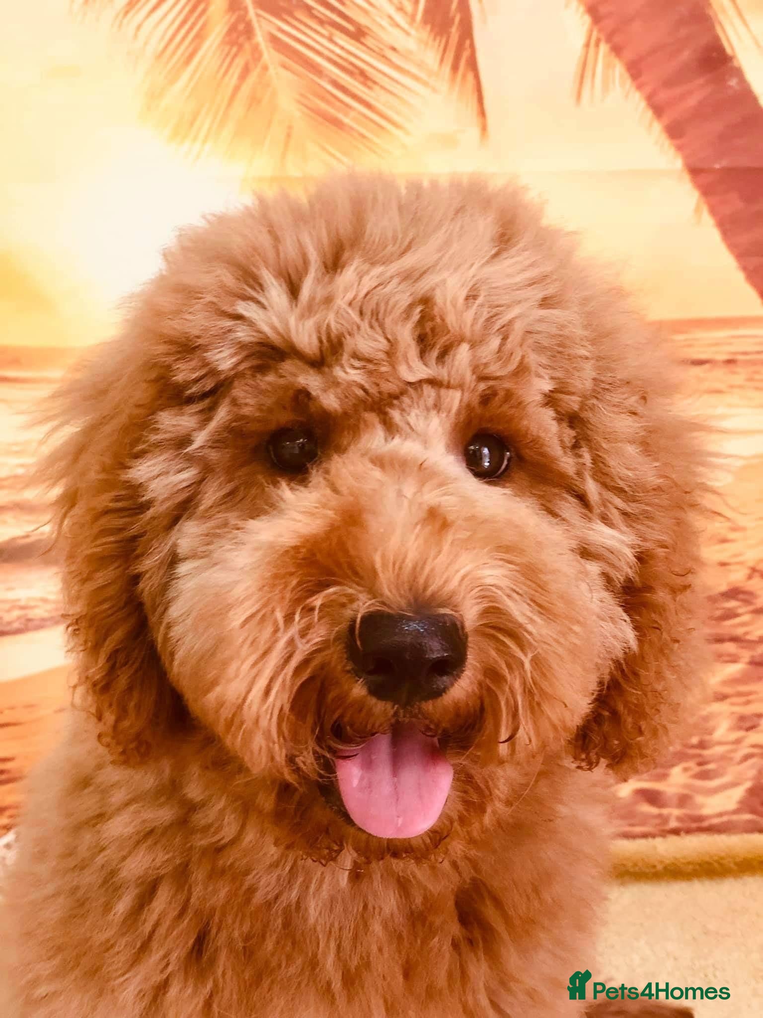 Goldendoodle dogs Multigenerational Doodles Licensed Tested Boys - Advert 1