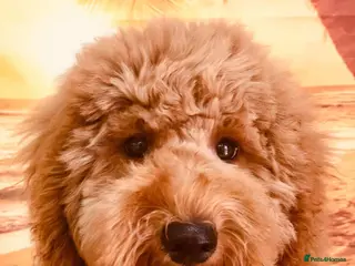 Goldendoodle dogs Multigenerational Doodles Licensed Tested Boys - Advert 1