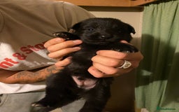 German Shepherd dogs for sale: 8 German shepherd puppies - Image 3