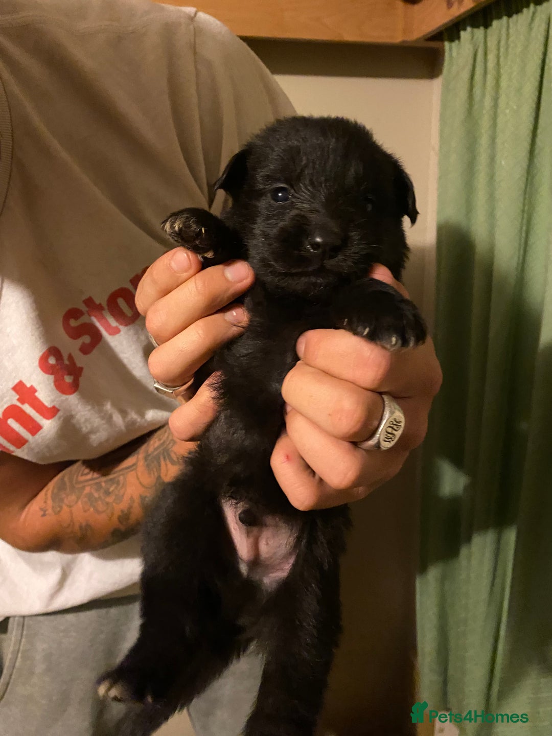 German Shepherd dogs for sale: 8 German shepherd puppies - Image 3