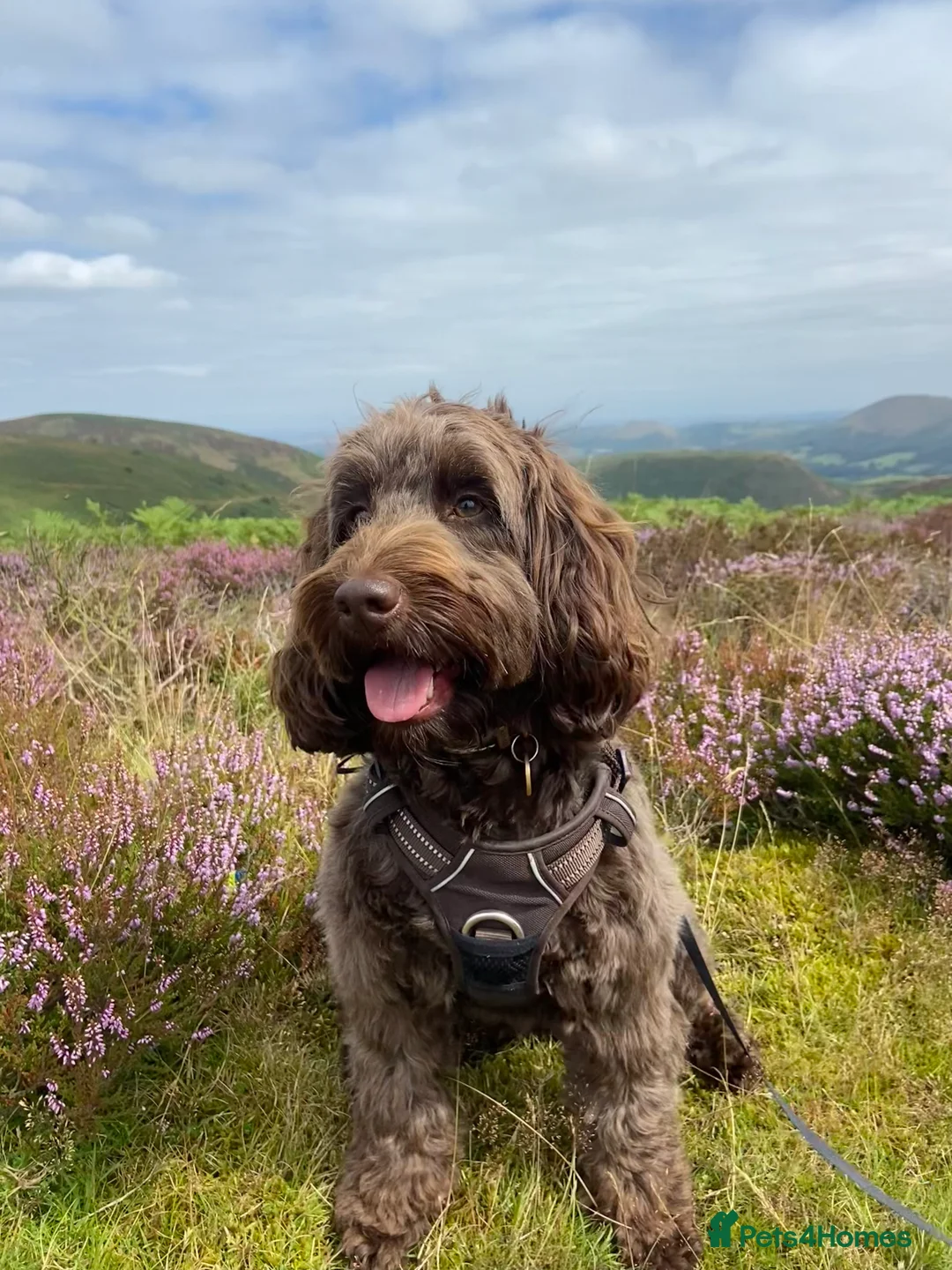Cockapoo dogs for sale: Health tested F1B black female cockapoo  - Advert 6