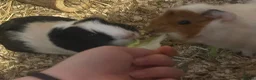 Guinea Pig rodents for sale: 2 bonded Female Guinea Pigs - 9 months old  in Braintree - Advert 15
