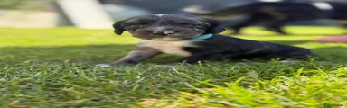 Cocker Spaniel - Merle - Phineas