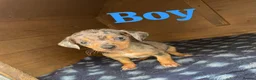 Mixed Breed dogs for sale: Parson Russell terrier cross chihuahua puppys  in Belfast - Advert 2