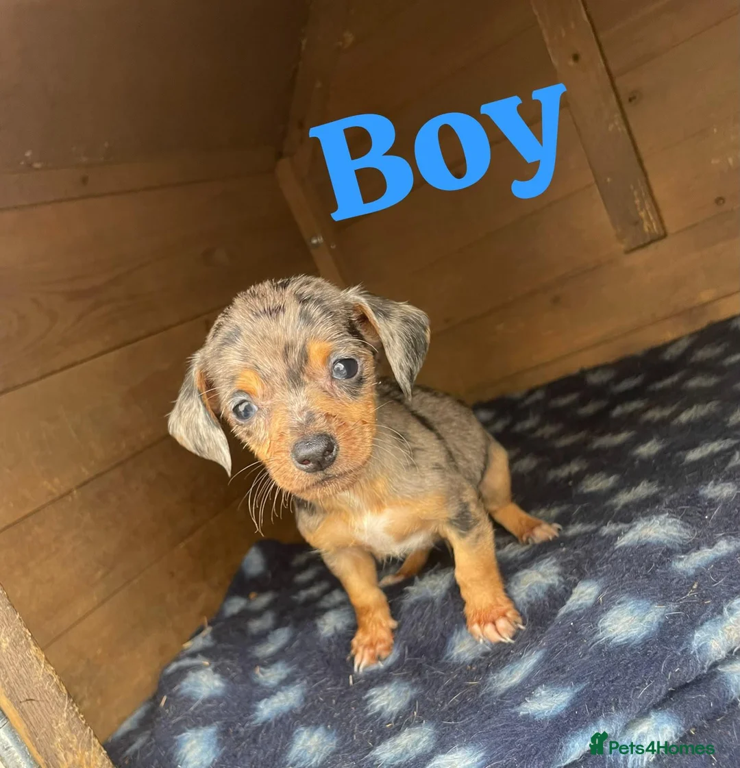 Mixed Breed dogs for sale: Parson Russell terrier cross chihuahua puppys  in Belfast - Advert 2