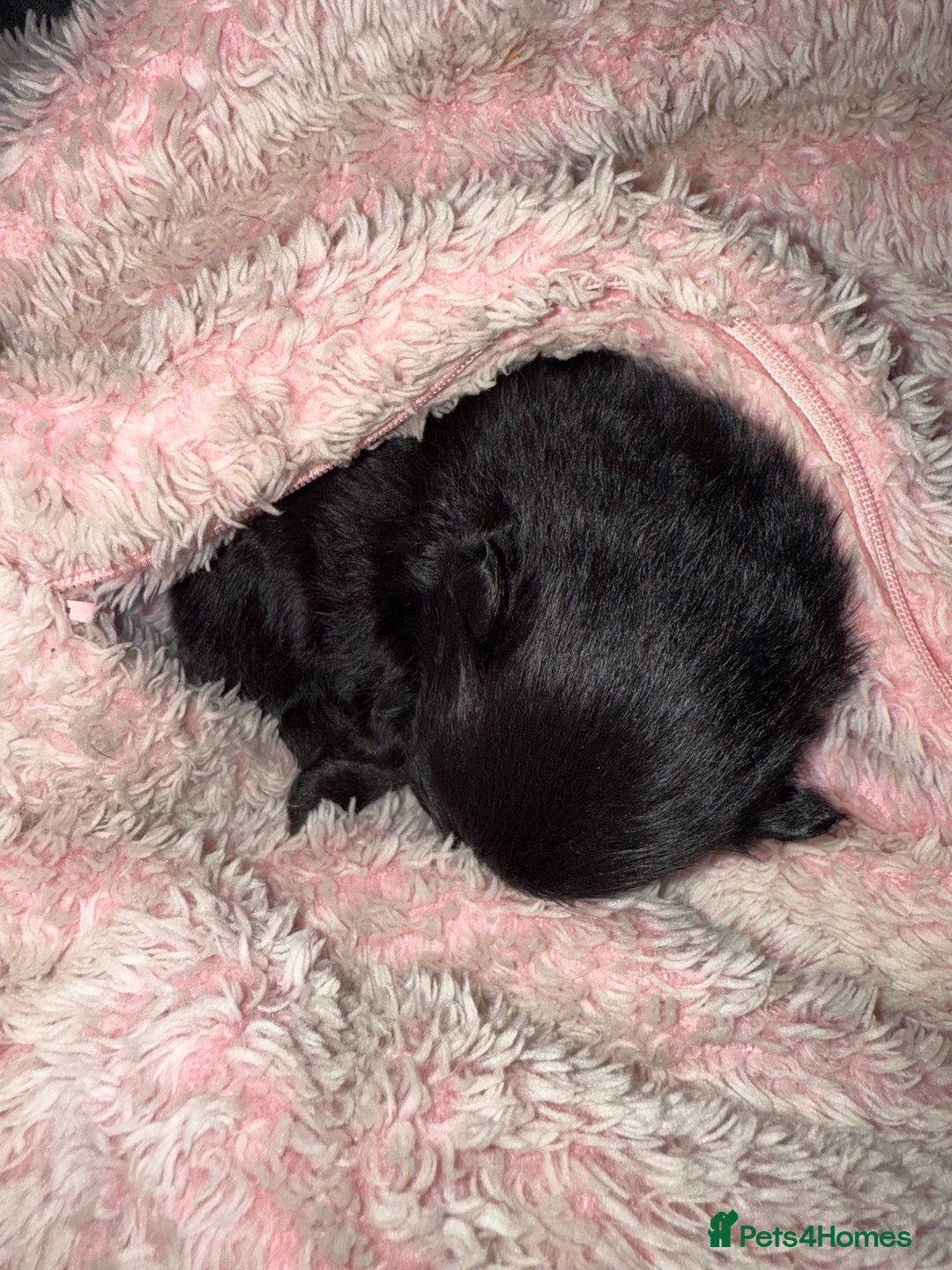 Pomeranian dogs for sale: 3 beautiful  **  teddy face Pomeranian puppies  - Advert 5