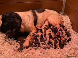 English Springer Spaniel dogs 3 black and white Springer Dog Pups for sale - Advert 1
