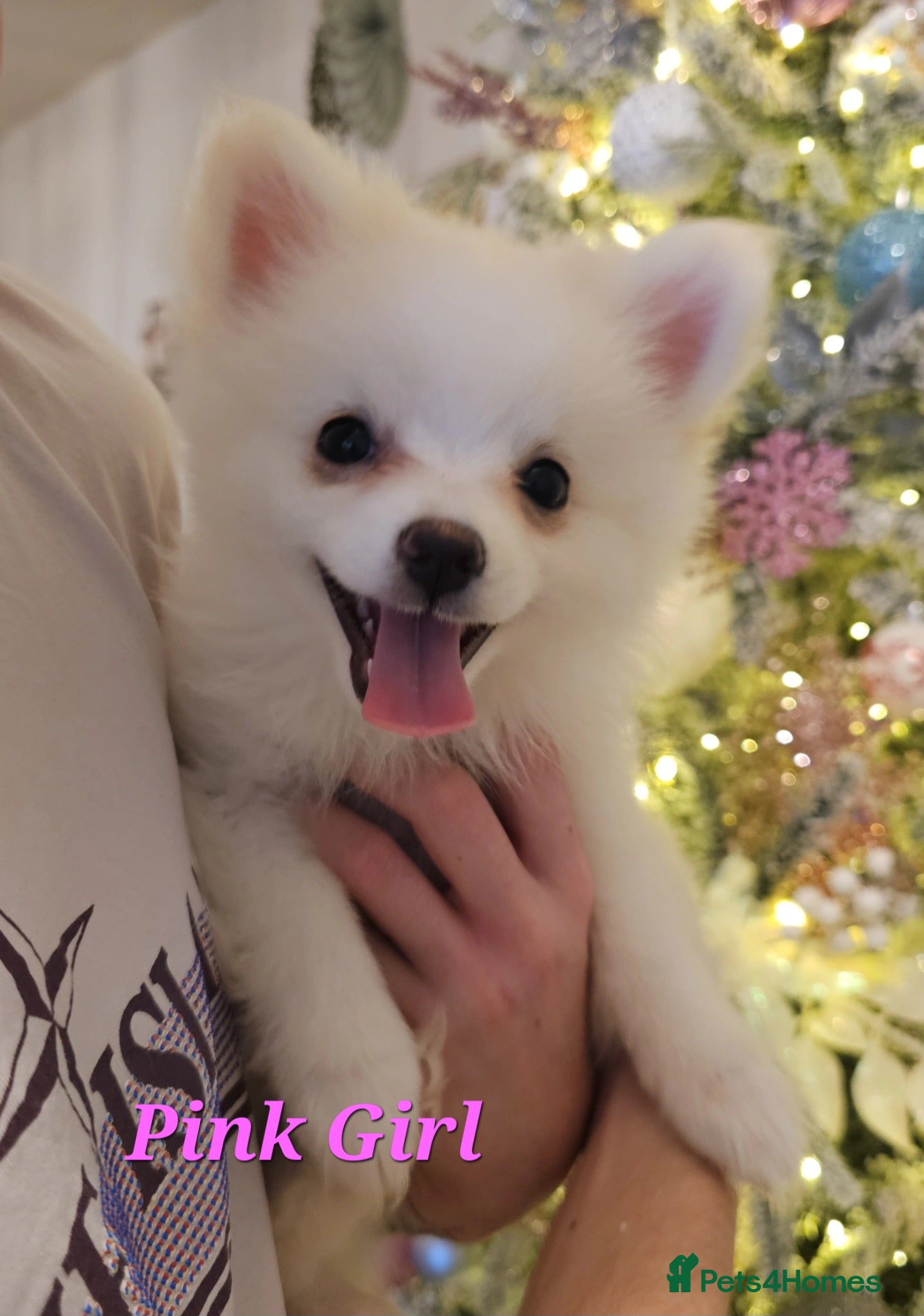 Pomeranian dogs POMERANIAN Puppies - Ready now  - Advert 1