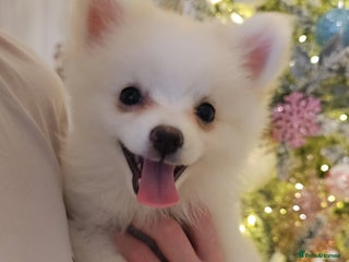 Pomeranian dogs POMERANIAN Puppies - Ready now - Advert 2