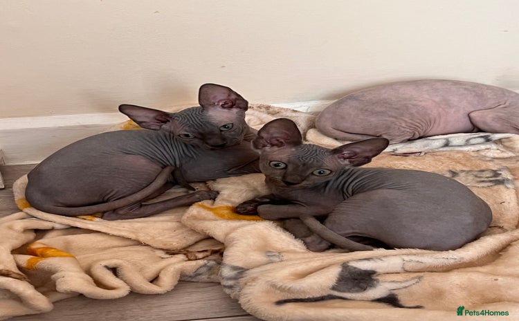 Sphynx cats - Advert 2