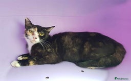 Domestic Shorthair cats for sale: KITTENS  - Image 11