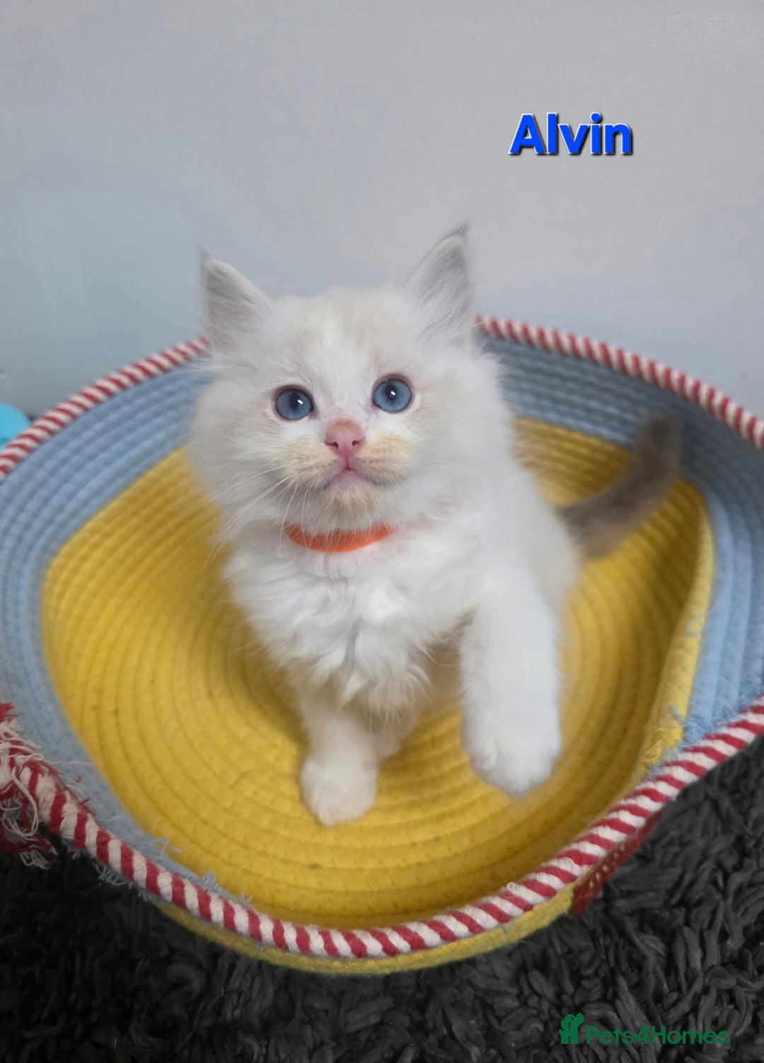 Ragdoll cats for sale: GCCF registered ragdoll kittens  - Advert 23