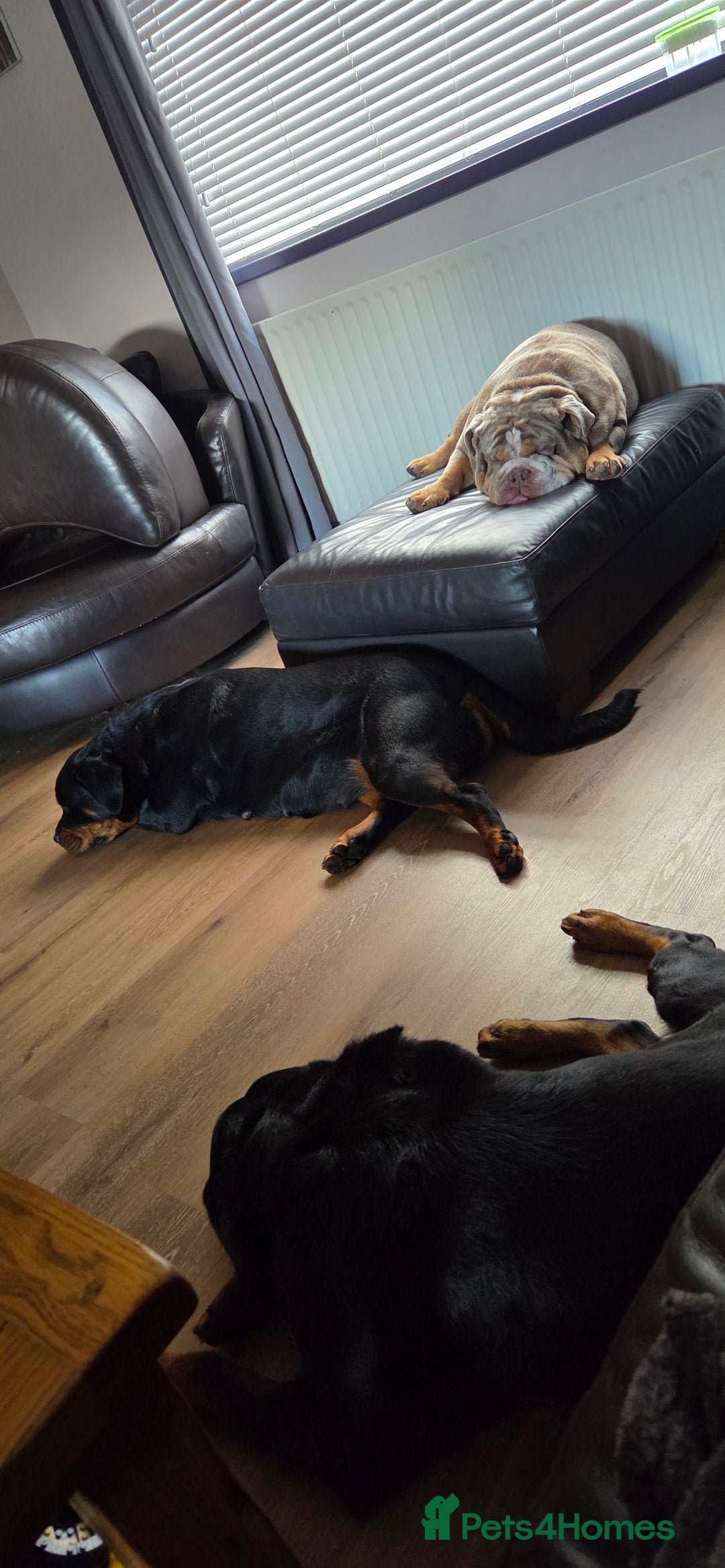 Rottweiler dogs for sale: Chunky Rottweiler Puppies DUE SOON  - Image 10