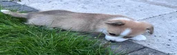 Welsh Corgi Pembroke dogs for sale: KC registered corgi puppy - Advert 19