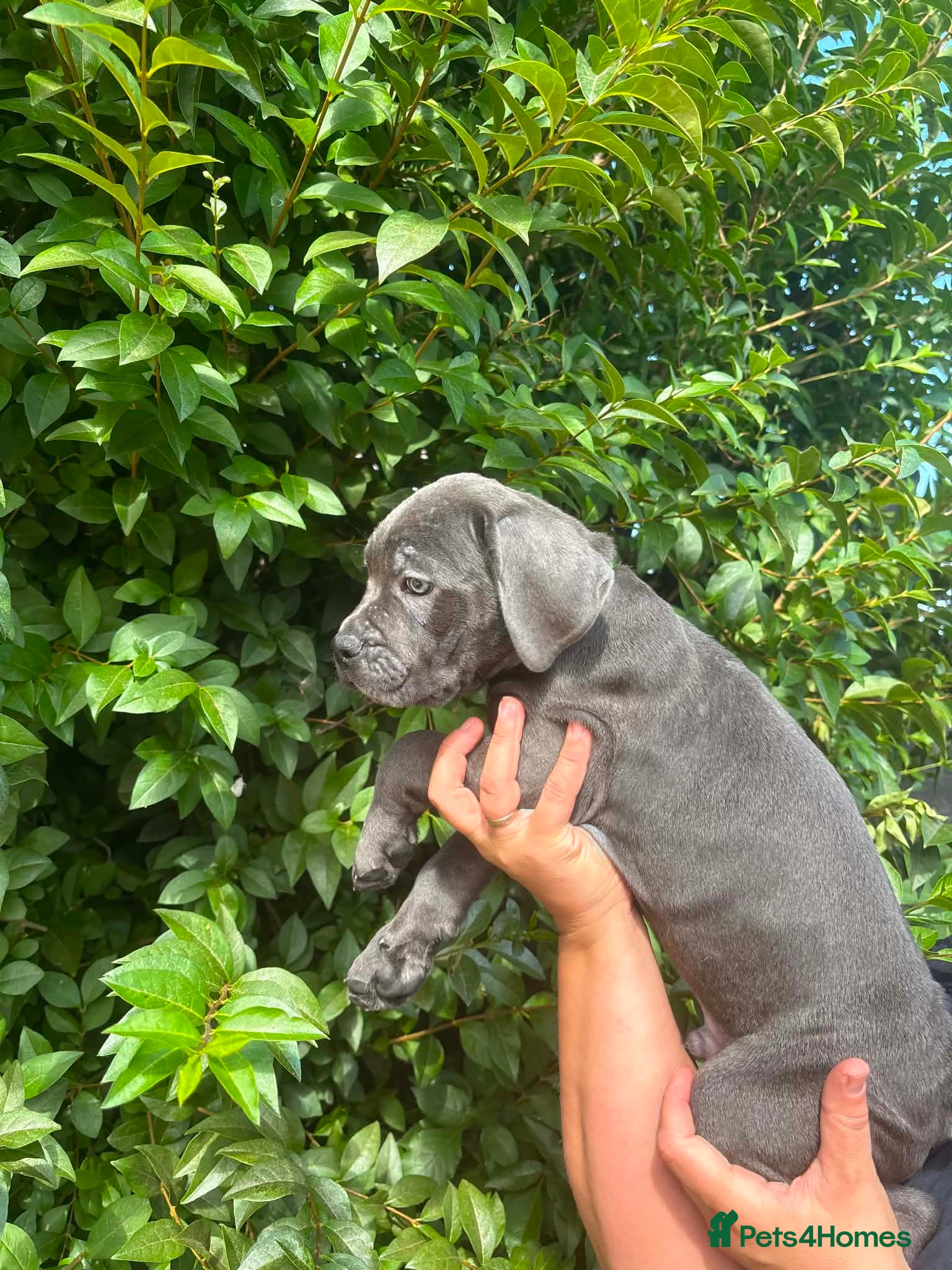 Cane Corso dogs Now ready to leave!🥰 - Advert 1